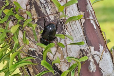 Makroaufnahme eines schwarzen Käfers namens Oryctes rhinoceros