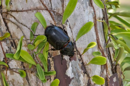 Photo for Macro photo of a black beetle called Oryctes rhinoceros - Royalty Free Image