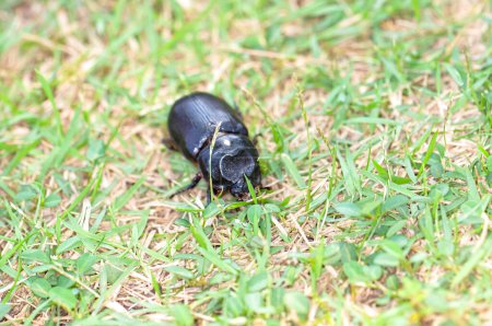 Macro photo d'un scarabée noir appelé Oryctes rhinoceros