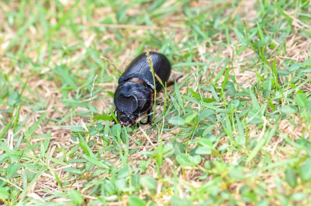 Foto macro de un escarabajo negro llamado Oryctes rhinoceros
