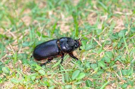 Foto macro de un escarabajo negro llamado Oryctes rhinoceros
