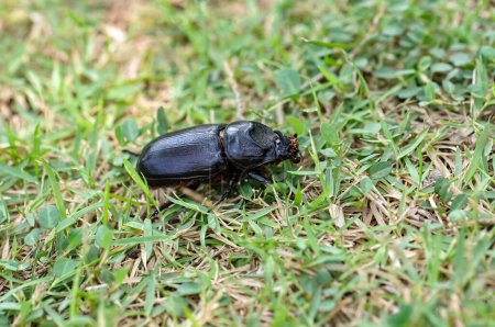 Photo for Macro photo of a black beetle called Oryctes rhinoceros - Royalty Free Image