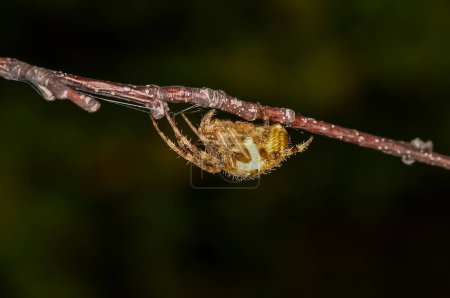 Foto de Cruzado común o Araneus diadematus se sienta en la telaraña de una araña. Macro foto de una araña. - Imagen libre de derechos