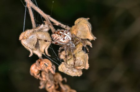 Cruzado común o Araneus diadematus se sienta en la telaraña de una araña. Macro foto de una araña.