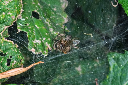 L'asclépiade commune ou Araneus diadematus se trouve sur une toile d'araignée. Macro photo d'une araignée.