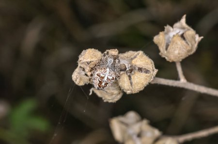 Cruzado común o Araneus diadematus se sienta en la telaraña de una araña. Macro foto de una araña.