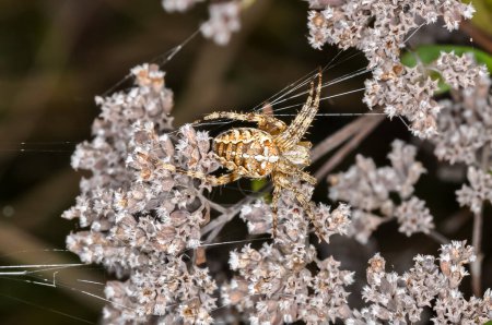 Common crossweed or Araneus diadematus sits on a spider's web. Macro photo of a spider.