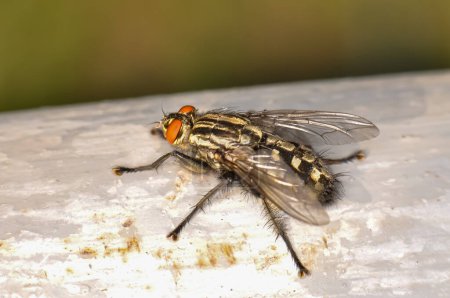 Macro photo of a large black fly with red eyes