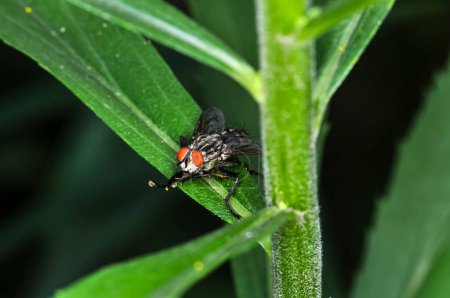 Macro photo of a large black fly with red eyes