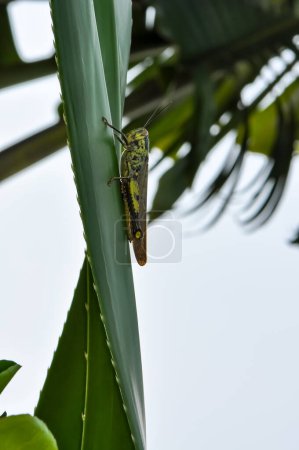 Macro photo of a large grasshopper in Thailand