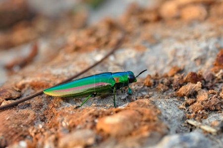 Chrysochroa in tropical Phuket. Macro photo of a green beetle.