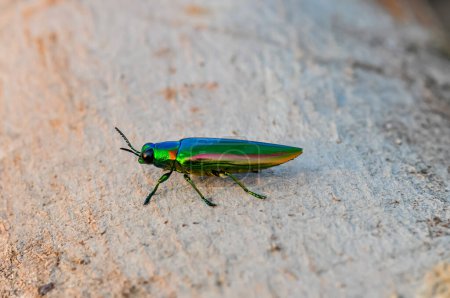 Chrysochroa dans le Phuket tropical. Macro photo d'un scarabée vert.
