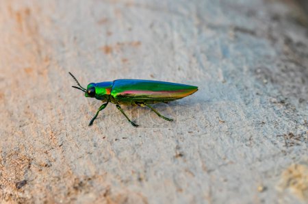 Chrysochroa in tropical Phuket. Macro photo of a green beetle.