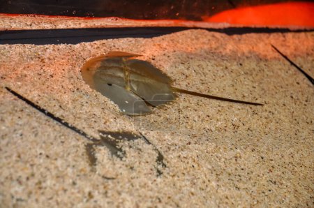 Photo for Horseshoe crabs at the zoo - Royalty Free Image