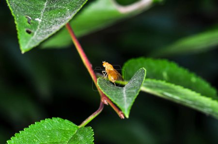 Drosophila-Frucht, Drosophila minor oder Drosophila vulgaris auf einem grünen Blatt