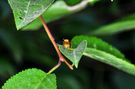 Drosophila fruit, Drosophila minor, or Drosophila vulgaris on a green leaf
