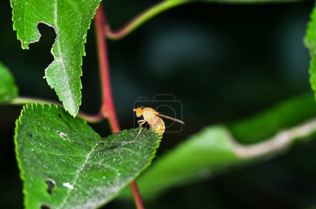 Drosophila-Frucht, Drosophila minor oder Drosophila vulgaris auf einem grünen Blatt