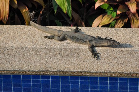 Bengalische Warane oder Varanus bengalensis ruhen sich am Rande eines Swimmingpools in einem thailändischen Hotel aus