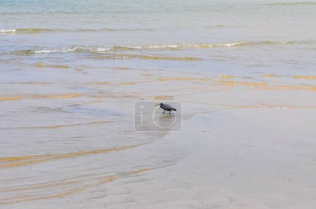 Egretta sacra or Eastern Reef Heron on the ocean shore on the island of Phuket