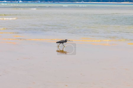 Egretta sacra or Eastern Reef Heron on the ocean shore on the island of Phuket
