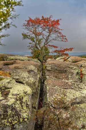 Foto de Un colorido árbol en otoño crece entre dos grandes rocas en el Jardín de los Dioses en el sur de Illinois. - Imagen libre de derechos