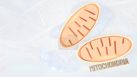 mitocondrias