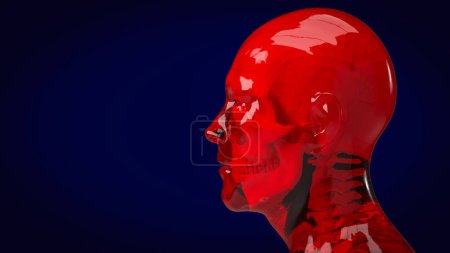 Téléchargez les photos : Humain et crâne pour l'éducation ou sci concept 3d rendu - en image libre de droit