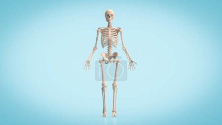 Photo for Skull for education or sci concept 3d rendering - Royalty Free Image