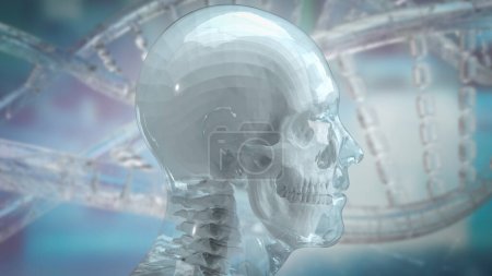 Photo for Human and skull for education or sci concept 3d rendering - Royalty Free Image