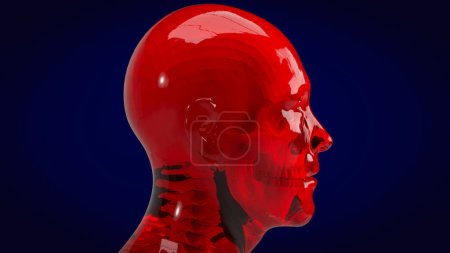 Téléchargez les photos : Humain et crâne pour l'éducation ou sci concept 3d rendu - en image libre de droit