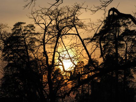 Photo for Magical sunset in the forest. Twilight - Royalty Free Image