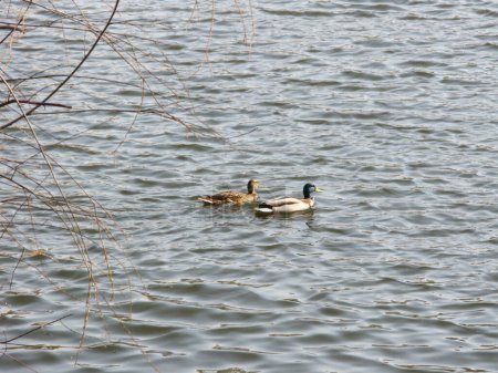 Photo for Two ducks swimming in a lake on a calm sunny day - Royalty Free Image