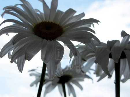 Photo for Three daisies on the background of the blue sky - Royalty Free Image