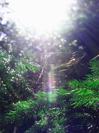 Photo for A ray of sun in a web. Forest - Royalty Free Image