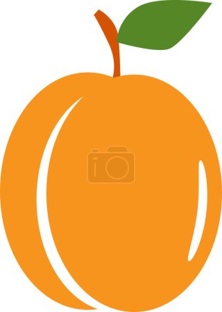 Photo for Ripe apricot vector illustration - Royalty Free Image