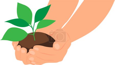 Photo for Hands of an adult holding green plant in the soil for planting. Transparent background. Vector illustration - Royalty Free Image