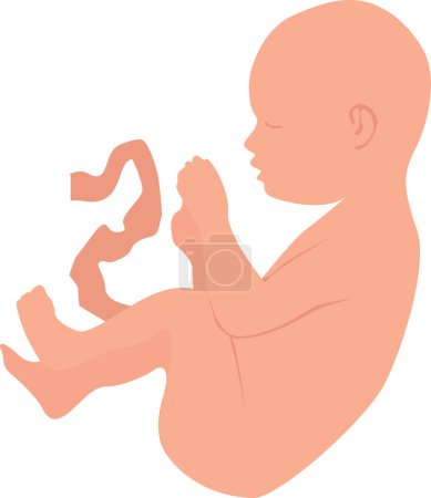 Photo for A baby in the state of an embryo with an umbilical cord. Transparent background. Vector illustration - Royalty Free Image