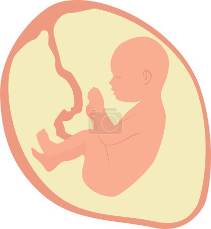 Photo for A baby in the womb is in the fetal position with its head up. Vector illustration - Royalty Free Image