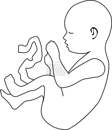 Photo for A baby in the state of an embryo with an umbilical cord. Outline vector illustration. Transparent background. - Royalty Free Image