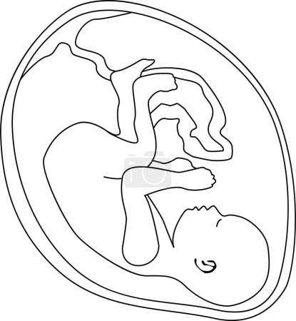  Un bébé dans l'utérus est en position foetale avec la tête baissée. Décrivez l'illustration vectorielle. Fond transparent.