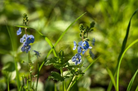 Foto de Primer plano de las brillosas flores azules de Germander Speedwell, Veronica Chamaedrys - Imagen libre de derechos