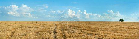 Vue panoramique du chaume des champs de blé et de l'arbre solitaire sous un beau ciel bleu et des nuages par une journée d'été ensoleillée.
