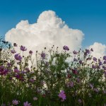 Beautiful cosmos flowers in garden under sky with cloud