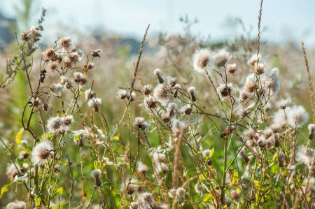 Téléchargez les photos : Gros plan de fleurs de chardon sec dans une prairie sauvage avec un fond flou et la lumière du soleil bokeh. abstrait naturel beau modèle avec des couleurs neutres - en image libre de droit