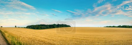 Panoramic view of a field of ripe golden wheat at rolling hills with blue sky day outdoors. Agricultural grain crops. Global grain commodity deficit.