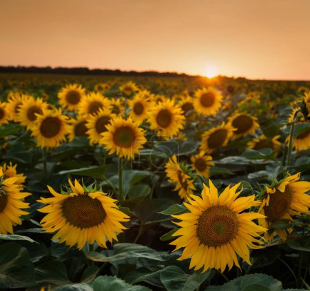 Photo for Ripe sunflower in the foreground, agriculture, field in the evening - Royalty Free Image