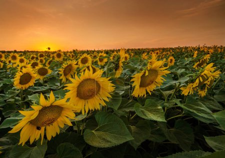 schönes Feld von Sonnenblumen im Licht des Sonnenuntergangs