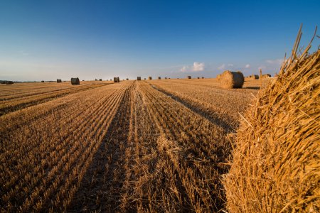 Photo for Cut stubble lines and straw rolls, top view from roll - Royalty Free Image