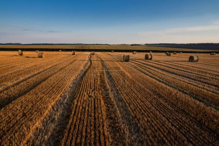 Photo for Cut stubble lines and straw rolls, top view - Royalty Free Image