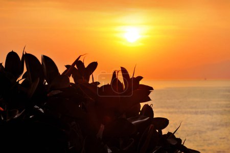Téléchargez les photos : Ficus elastica silhouette sur le fond du coucher de soleil avec le ciel et la mer en arrière-plan - en image libre de droit